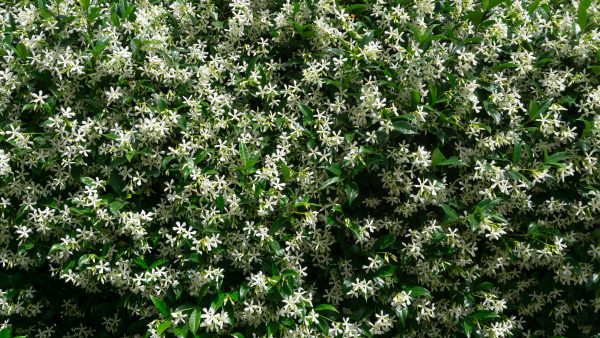 Un brise-vue naturel, persistant et incroyablement parfumé. Qui d'autre a craqué pour le jasmin étoilé dans son jardin ?