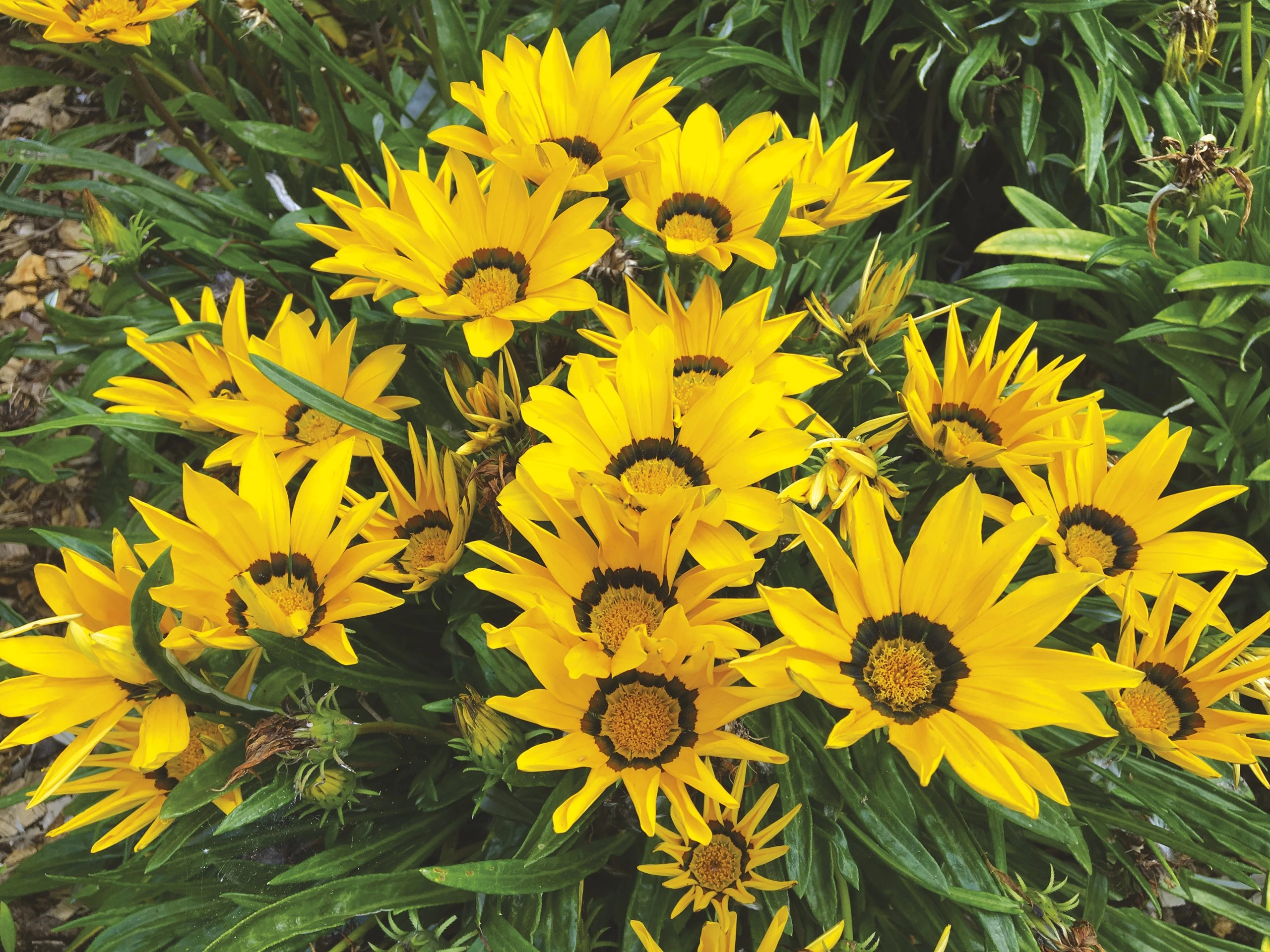 Les Gazanias