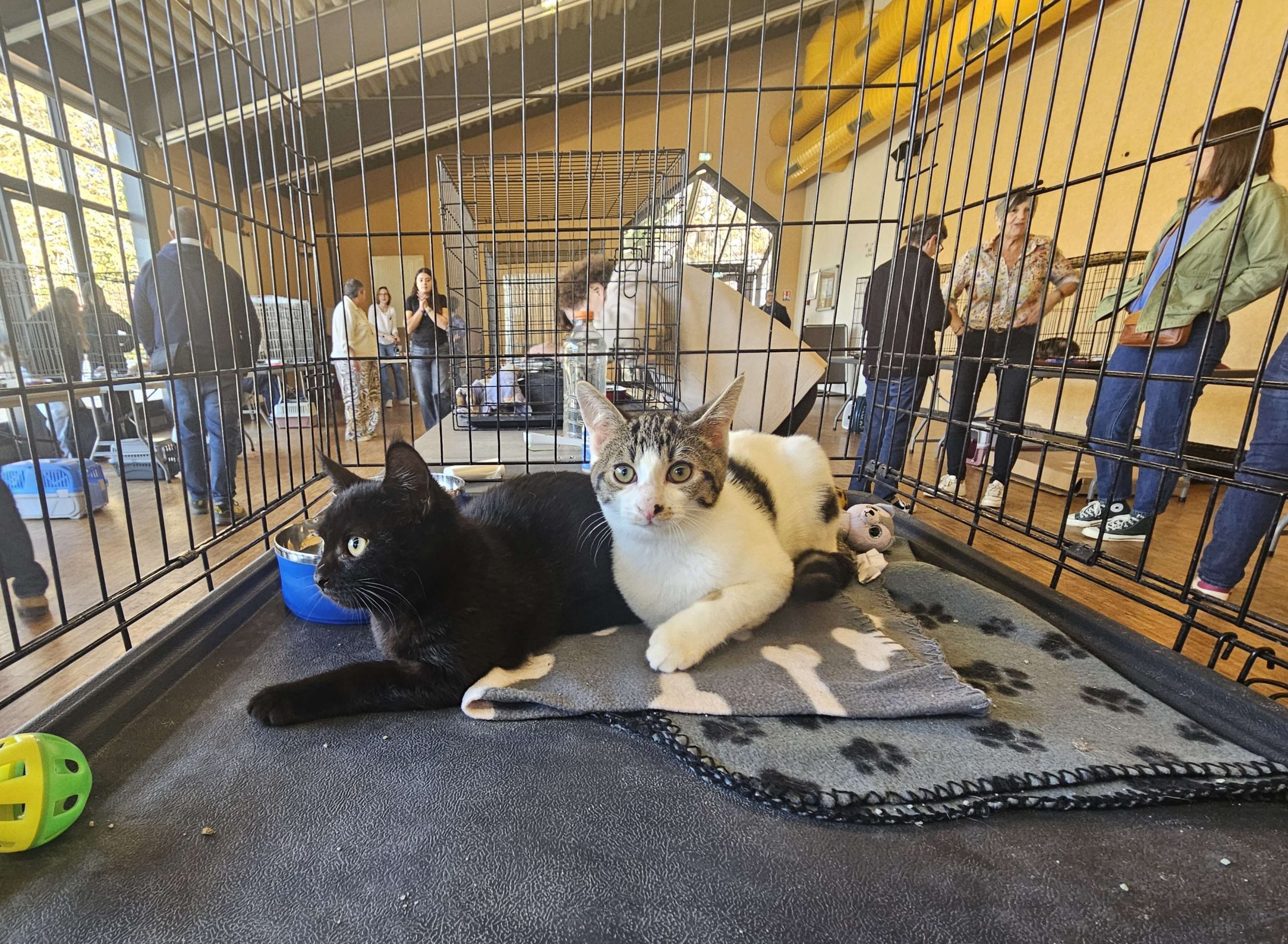 Pour soutenir Les Chats Mail, chacun peut contribuer en devenant bénévole ou adhérent, en faisant un don financier, de nourriture ou de matériel, ou simplement en faisant connaître l'association autour de soi.